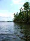 Banks_of_the_Escambia_River.jpg (777478 bytes)
