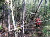 ChristinaLostInWoods.jpg (414046 bytes)