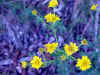Flowers1.jpg (832732 bytes)