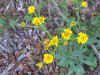 Flowers2.jpg (828182 bytes)