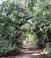TheWayHome.jpg (716600 bytes)