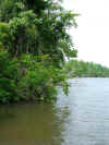 along_the_bank.jpg (966169 bytes)