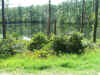 buck_pond_eglin.jpg (952717 bytes)
