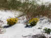 flowersonthebeachftmcrea1.jpg (751561 bytes)