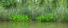 lilipads_in_bloom.jpg (698320 bytes)