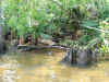 palm_fronds_on_shoreline.jpg (937209 bytes)