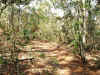 paththruwoodsUWF.JPG (4255262 bytes)