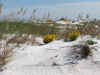 seaoatsflowesonbeachftmcrea1.jpg (507954 bytes)