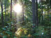 sunbeams_in_the_forest2.jpg (1044595 bytes)