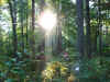 sunbeams_in_the_forest.jpg (1063056 bytes)