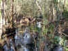 swampinwoods.jpg (404850 bytes)